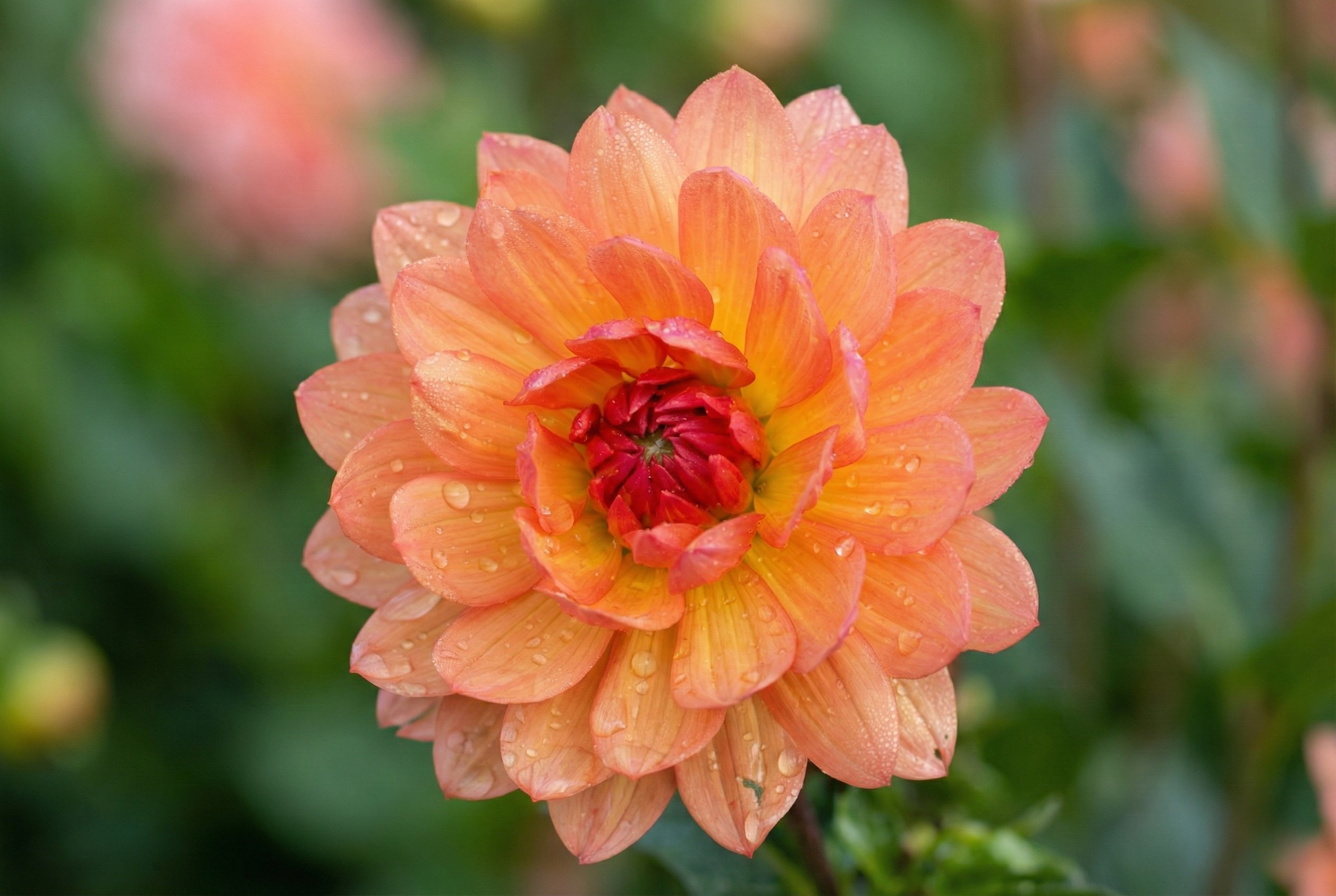 Carolina Wagemanns Dahlia