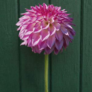 Bloomquist_Jody_Lynn_Dahlia_2026_Rooted_Cuttings