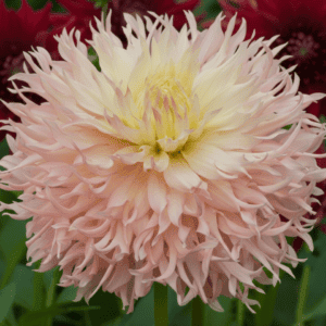 Hapet_Champagne_Dahlia_2026_Season_Rotted_Cuttings