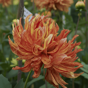 Hapet_Electra_Dahlia_2026_Season_Rotted_Cuttings