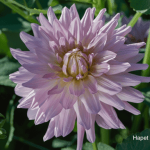 Hapet_Pearl_Touch_Dahlia_2026_Season_Rotted_Cuttings