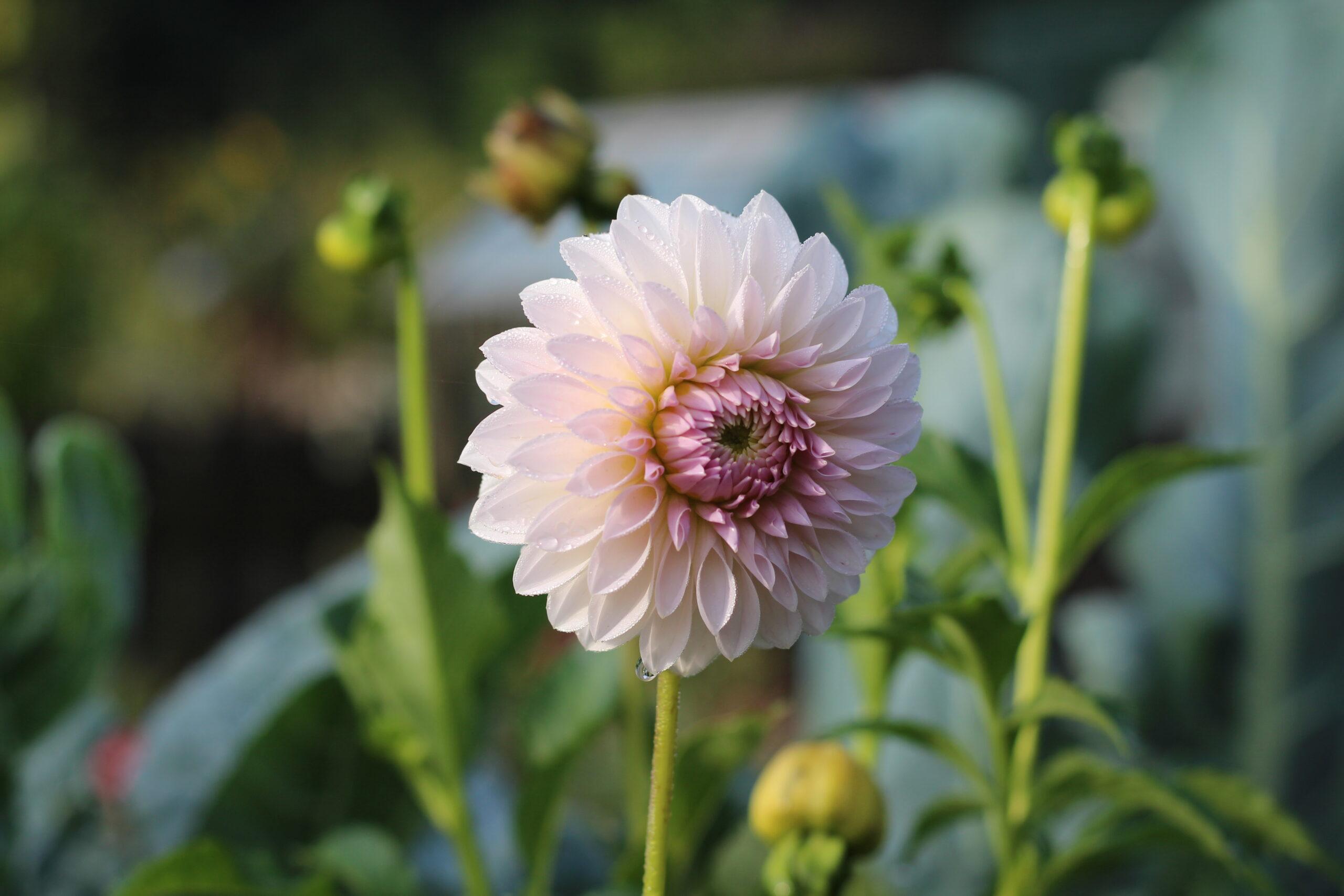 Bloomlier.eu_Dahlia_Bloomquist_Tory-P