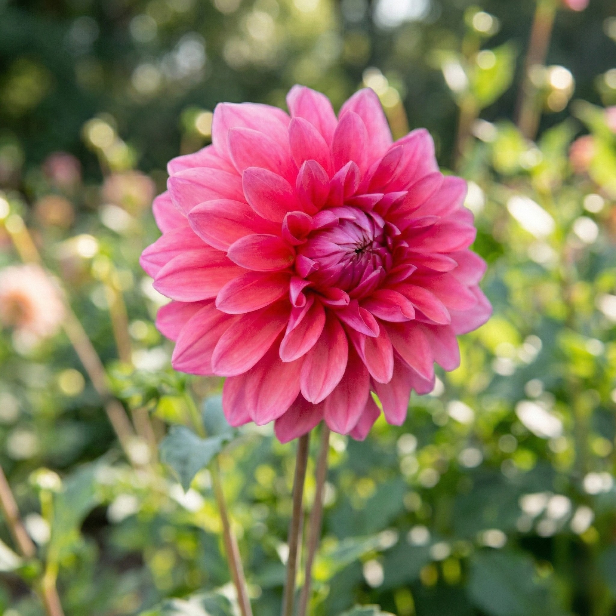 Scaur_Swinton_Dahlia_2026_Rooted_Cuttings