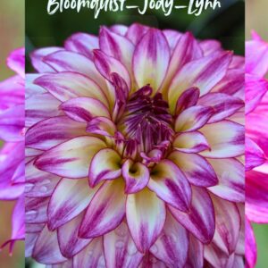 Dahlia Bloomquist Jody Lynn
