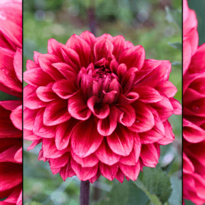 Dahlia Bloomquist York