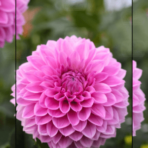 AB Brasla Dahlia