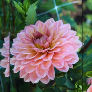 Dahlia Smashing Pastellica