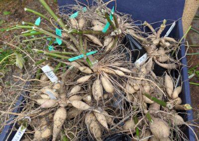Dahlia Tubers - Bloomlier