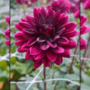 Dahlia Hollyhill Black Widow