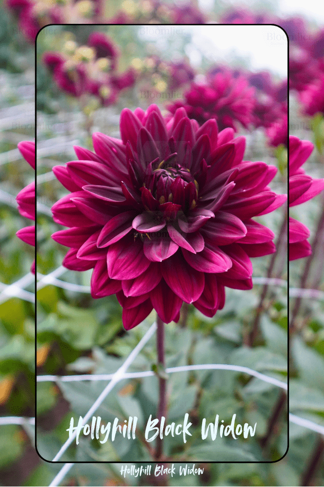 Dahlia Hollyhill Black Widow