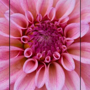 Dahlia KA's Mocha Jake