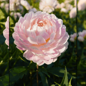 Dahlia Kelgai Ann