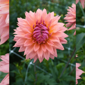 Dahlia Smashing Pretty Pia