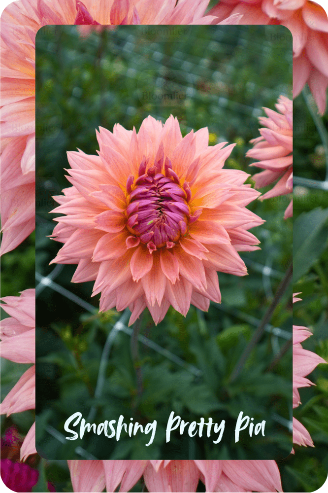 Dahlia Smashing Pretty Pia
