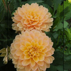 Dahlia Stardust Blomstrar